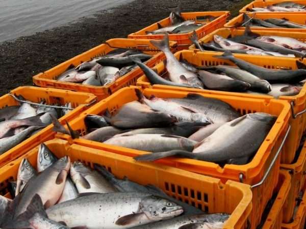 "Росатом" оценивает коридор грузопотока по СМП в 2025 году в объеме 36-38,5 млн т 28 rosatom ocenivaet koridor gruzopotoka po smp v 2025 godu v obeme 36 38 5 mln t